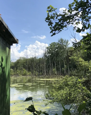 Se perdre dans la jungle rhénane