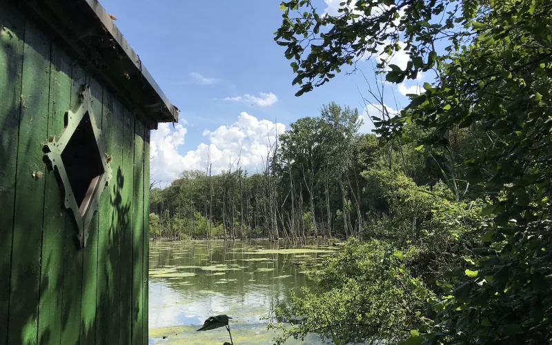 Se perdre dans la jungle rhénane