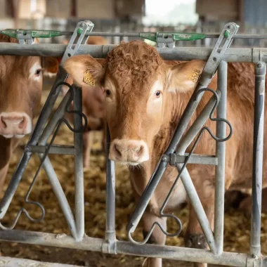 Bienvenue à la ferme