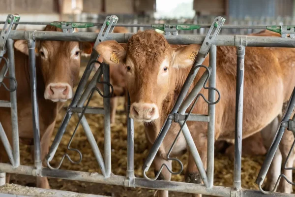 Bienvenue à la ferme